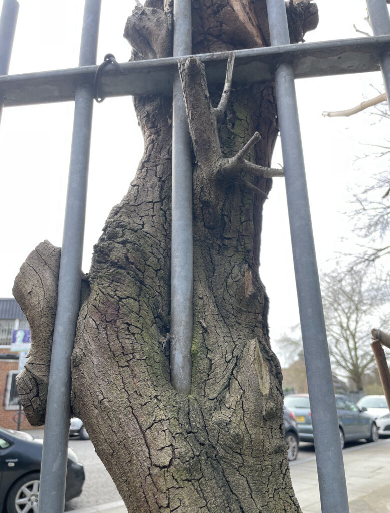Tree growing around metal railings